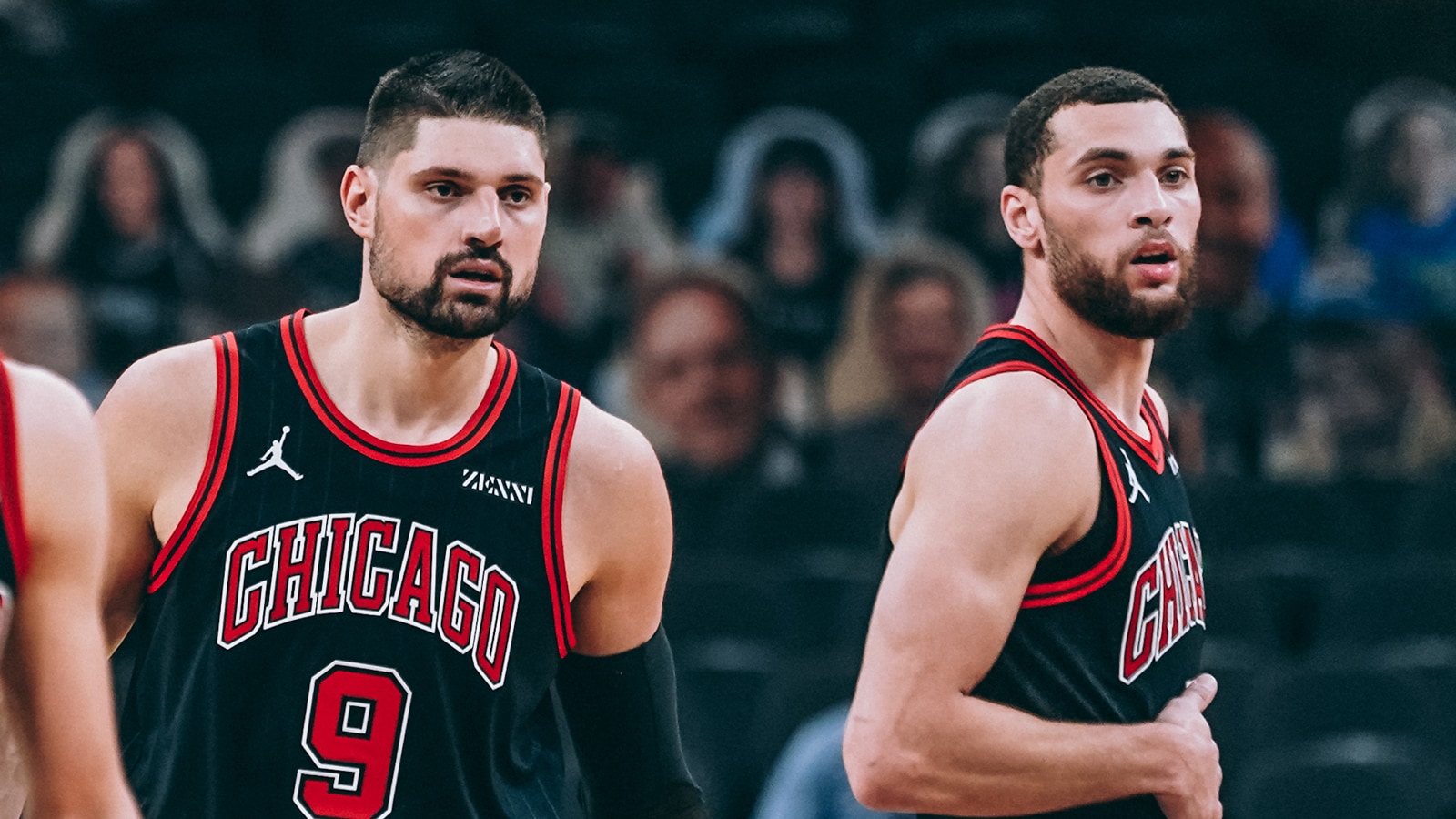 bulls
